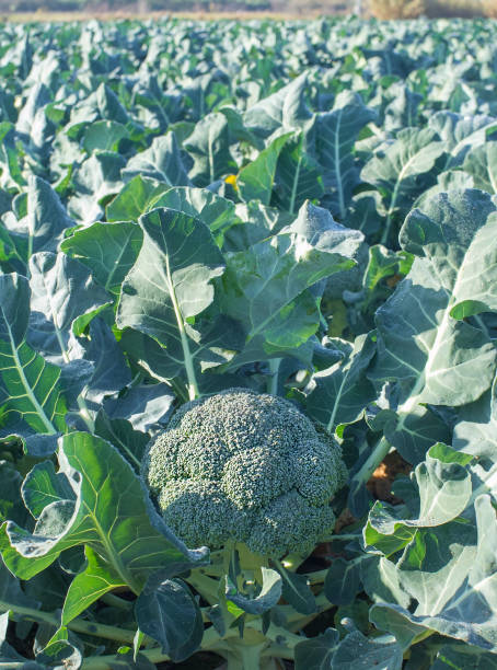 istock Cultivation of broccoli. Winter variety 1360349548