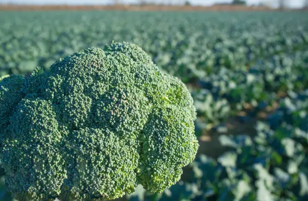 Photo of Broccoli floret over farmland furrows