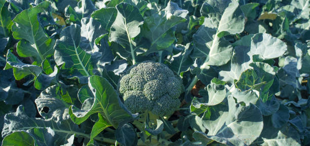 istock Cultivation of broccoli. Winter variety 1360349554