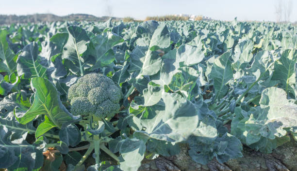 Cultivation of broccoli. Winter variety Cultivation of broccoli. Furrows at Guadiana River Meadow, Extremadura, Spain italica spain stock pictures, royalty-free photos & images
