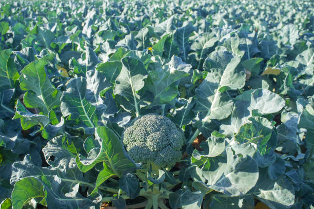 istock Cultivation of broccoli. Winter variety 1360349557
