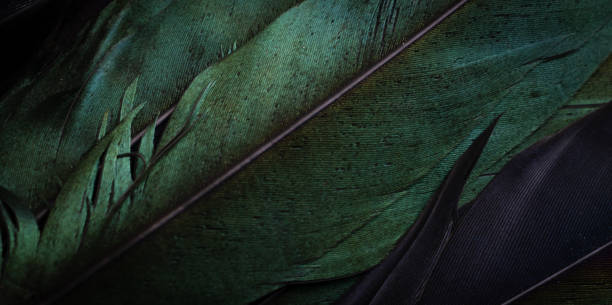 istock green and purple bird feathers with visible texture 1360350318
