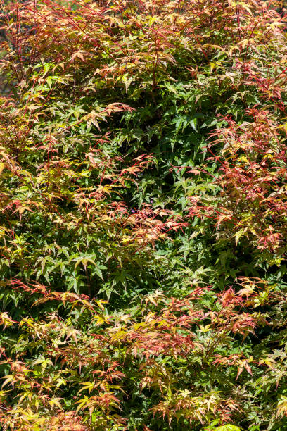 acer palmatum 'beni tsukasa' - maple japanese maple leaf autumn zdjęcia i obrazy z banku zdjęć