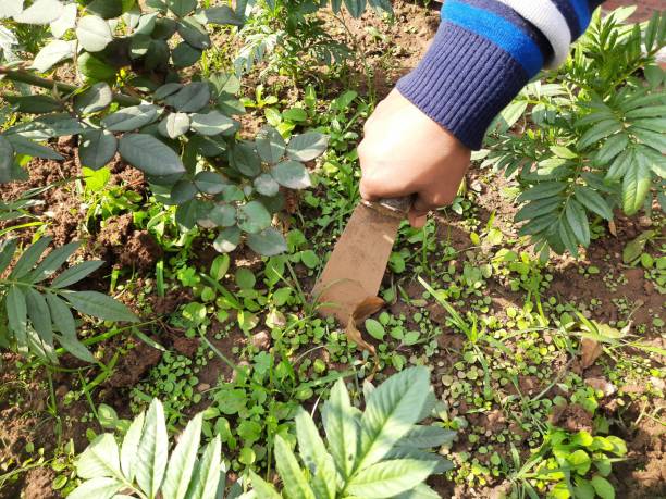 istock Agriculture tools for flower garden. 1360350704