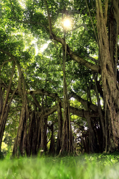 istock Large banyan tree and sunlight in garden 1360351050