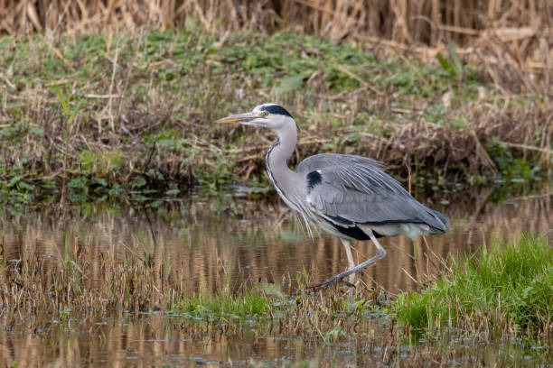 istock A close up of a Gray Heron 1360352189