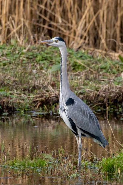 istock A close up of a Gray Heron 1360352192