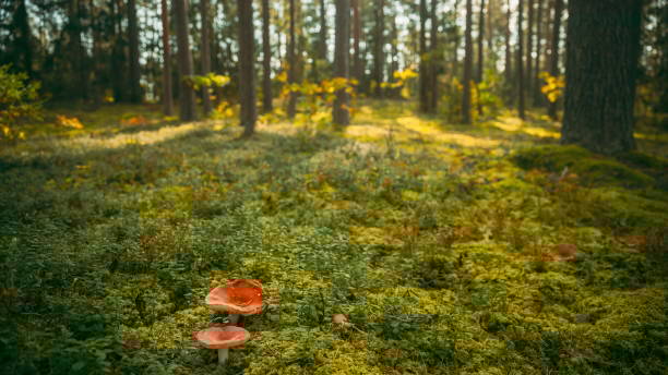 Belarus, Europe. Time lapse mushroom. Russula emetica - sickener, emetic russula, or vomiting russula, is a basidiomycete mushroom. Autumn Forest. Conditionally edible fungus. Sunshine In Sunny Autumn Day. Sunlight Through Woods Landscape. 4K. bielorrusia, europa. hongo de lapso de tiempo. russula emetica - enfermar, russula emética o russula vómito, es un hongo basidiomiceto. bosque de otoño. hongo condicionalmente comestible. sol en el soleado día de otoño. luz solar a través del paisaje