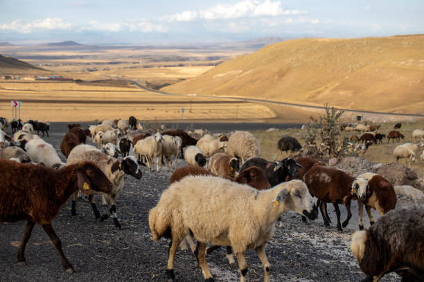 herd of animals walking on the road, sheep. stock photo
