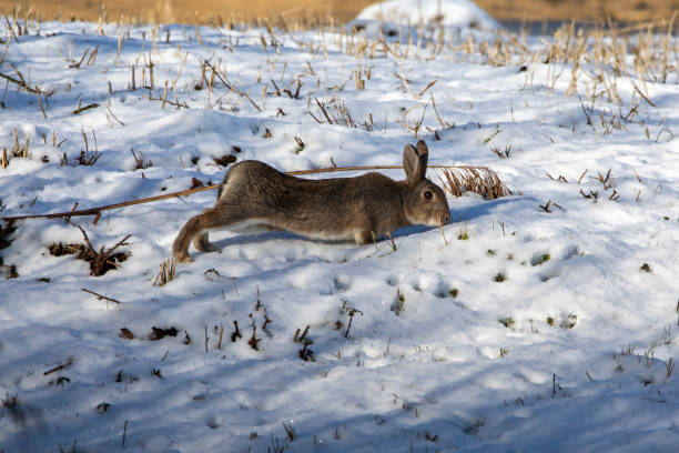 istock A close up of a wild rabbit, in a British meadow. 1360360103