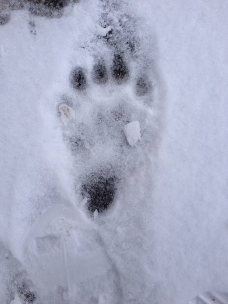 istock Bear Track In the Snow 1360360143