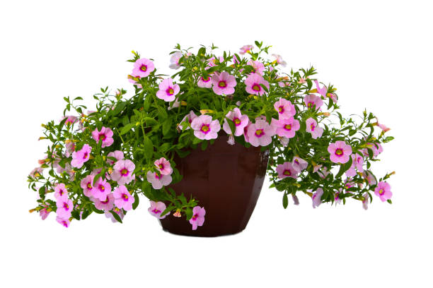 istock Pink flowers in a pot 1360362728