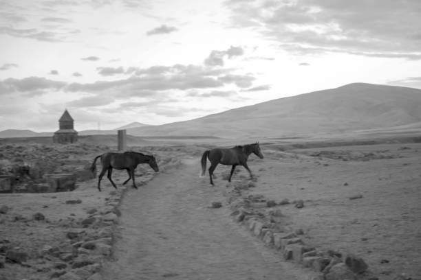 the wild horses running around in nature.