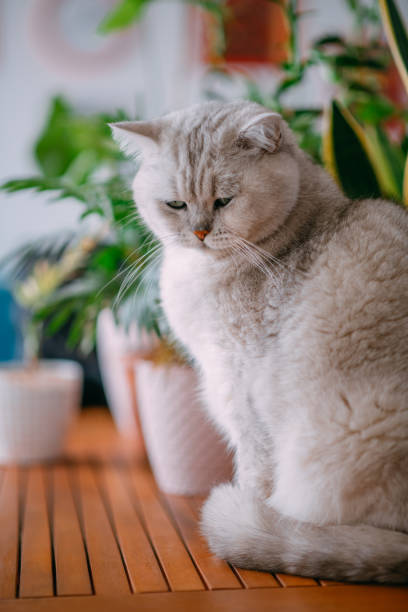 istock Silver Shaded British Shorthair Cat 1360366899