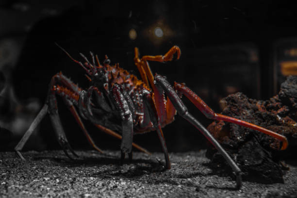 istock Image of Oohomora lurking in the deep sea 1360366961