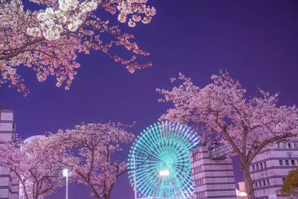 Cosmo clock and going to see cherry blossoms at night. Shooting Location: Yokohama-city kanagawa prefecture