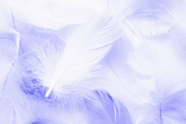 istock fluffy feathers toned with Very Peri color 1360368628