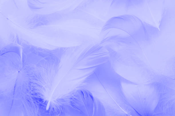 istock fluffy feathers toned with Very Peri color 1360368789