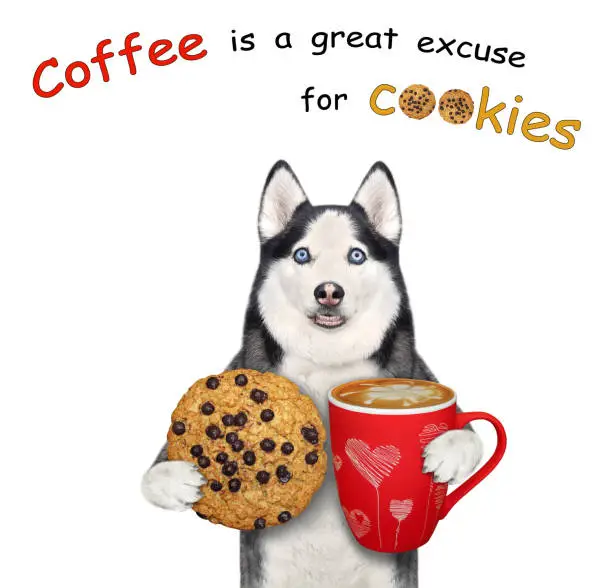 Photo of Dog husky holds cookie and cup of coffee