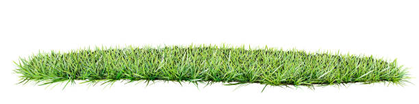 istock Grass stripe with a patch of green grass for your mockups. Mixed Media 1360368971