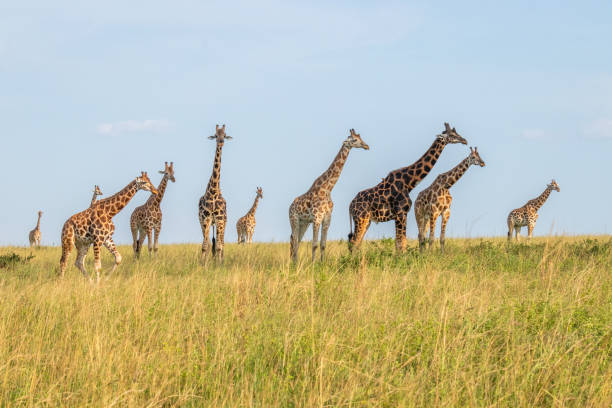 istock A tower Rothschild's giraffe ( Giraffa camelopardalis rothschildi) in a beautiful light, Murchison Falls National Park, Uganda. 1360369746