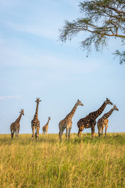 istock A tower Rothschild's giraffe ( Giraffa camelopardalis rothschildi) in a beautiful light, Murchison Falls National Park, Uganda. 1360369751