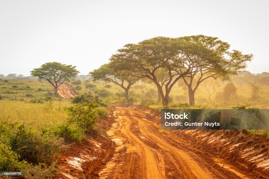 Very typical dirt road for safari in Murchison Falls national park in Uganda at sunset. Very typical dirt road for safari in Murchison Falls national park in Uganda at sunset.  Horizontal. Uganda Stock Photo