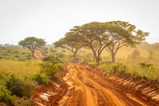 Very typical dirt road for safari in Murchison Falls national park in Uganda at sunset. Very typical dirt road for safari in Murchison Falls national park in Uganda at sunset.  Horizontal. uganda stock pictures, royalty-free photos & images