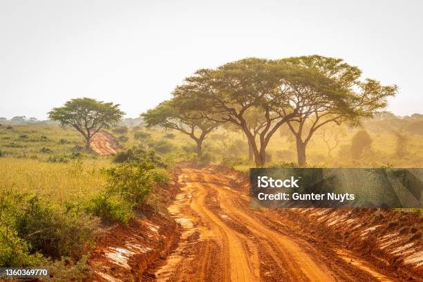 Very Typical Dirt Road For Safari In Murchison Falls National Park In Uganda At Sunset Stock Photo - Download Image Now
