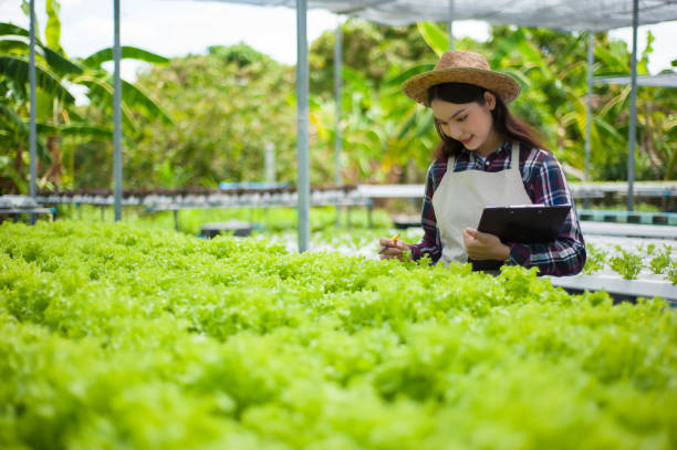 istock A young woman working in a hydroponic vegetable garden. 1360373078