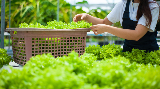 Woman working at a hydroponics vegetable garden harvesting produce in a basket.
