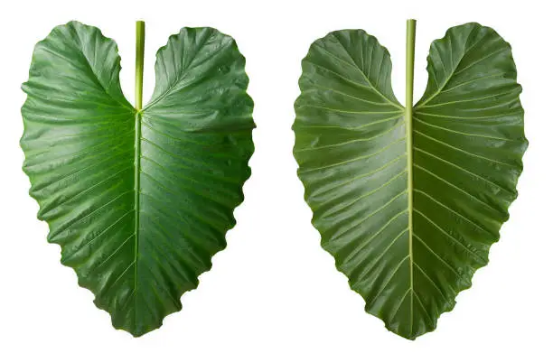 Photo of elephant ear plant leaf, collection of green leaves on white