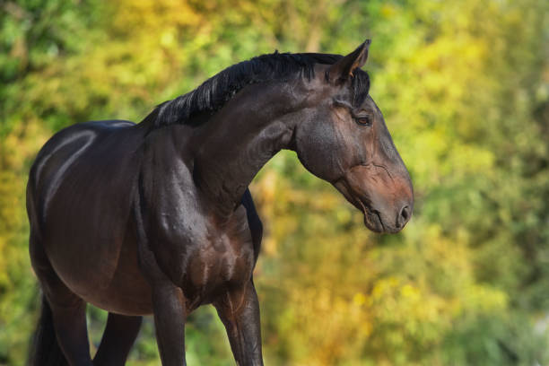 istock Horse in autumn trees 1360375751