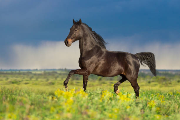 Black stallion free run Black horse free run gallop in meadow gallop animal gait stock pictures, royalty-free photos & images
