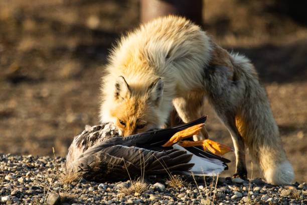 istock Alaska Tundra Red Fox 1360375807