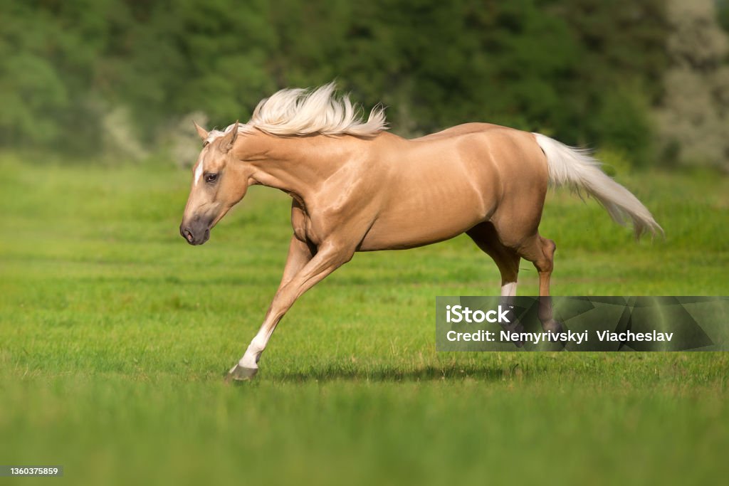 팔로미노 말 실행 및 점프 말에 대한 스톡 사진 및 기타 이미지 - 말, 암말, 암망아지 - iStock