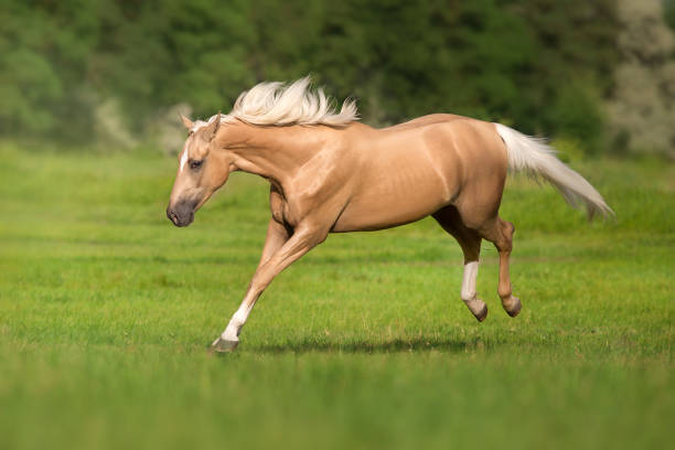 Palomino horse run and jump Cremello horse with long mane free run and play in green meadow filly stock pictures, royalty-free photos & images