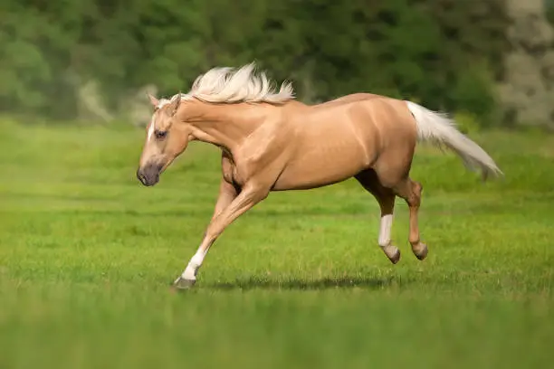 Cremello horse with long mane free run and play in green meadow