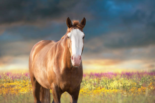 Red horse in summer flowers meadow in sunset light