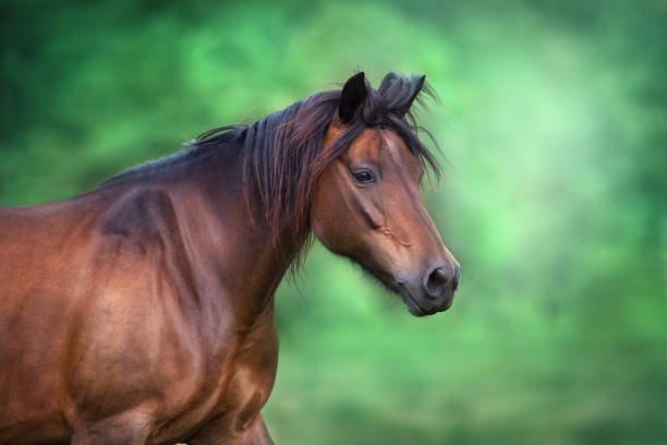 istock Bay horse portrait 1360376550