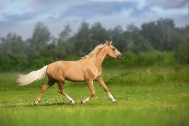 The six-month foals runs over the pasture and the stubble field. It is galloping playfully around holding the tail raised high. The horse is characteristic chestnut brown with a white mark from forehead to muzzle. In the background is a cornfield, forest and cloudy sky.