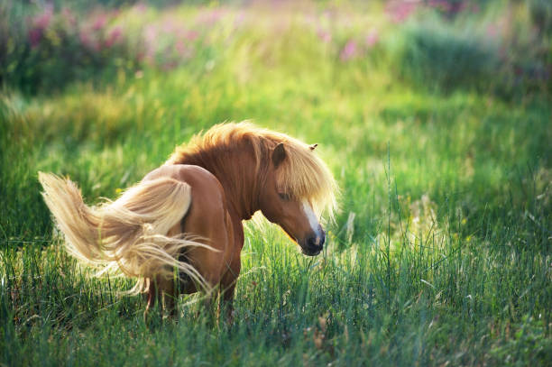 shetland  Pony on green summer pasture
