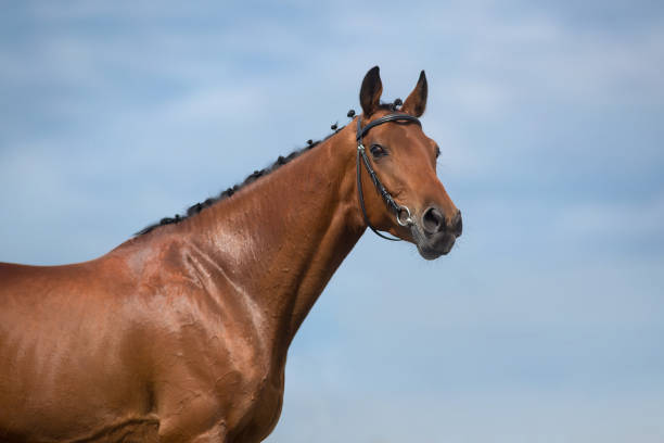 istock Horse portrait in bridle 1360376586