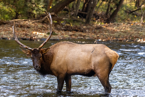 Bull Elk Looks Back At Camera From River in the Smokies