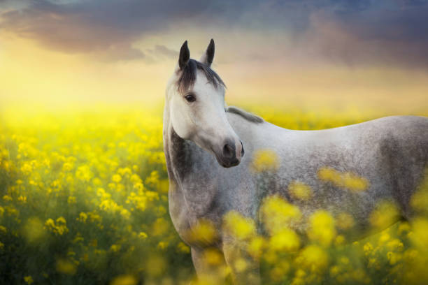 istock Grey arabian horse in flowers at sunset 1360376647