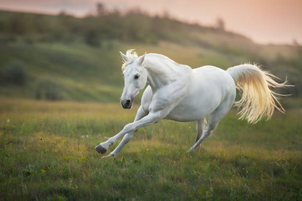 istock White horse run gallop 1360376702
