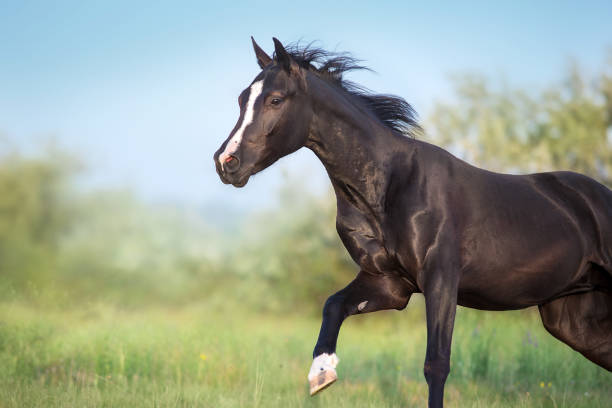 istock Black horse portrait 1360376733