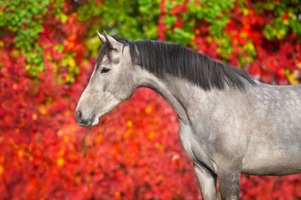 istock Grey horse portrait in autumn landscape 1360376776