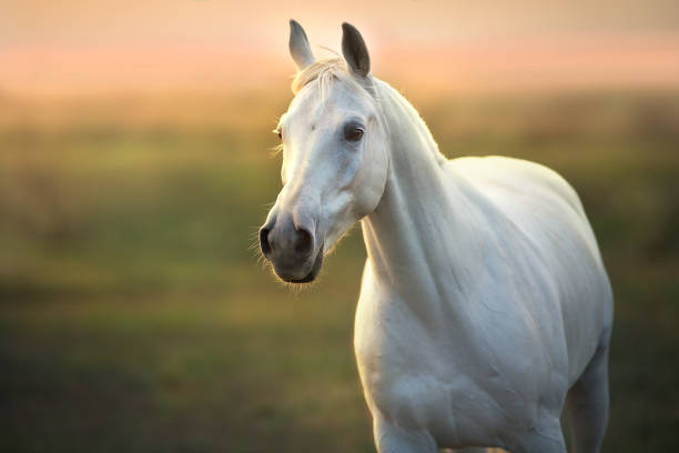istock White horse portrait at sunlight 1360376985