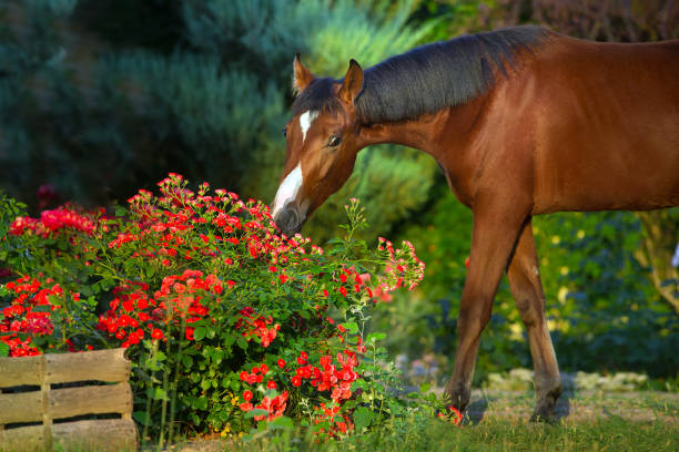 Bay horse portrait in red roses